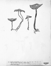 Stropharia aeruginosa image